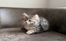 Siberian cats for sale: TICA registered Traditional  Siberians - Image 2