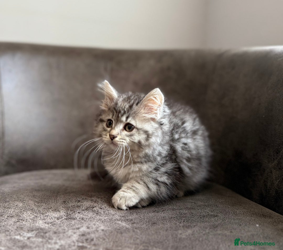 Siberian cats for sale: TICA registered Traditional  Siberians - Image 2