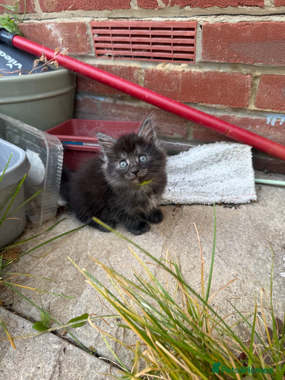 Maine Coon cats for sale: Mixed mainecoons kittens  - Image 4