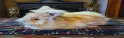 Angora rabbits for sale: Gorgeous Angora Rabbits, Pure Bred Full Faced. - Advert 27