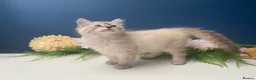 Siberian cats for sale: BEAUTIFUL LYNX POINT X SIBERIAN BABIES  - Advert 7