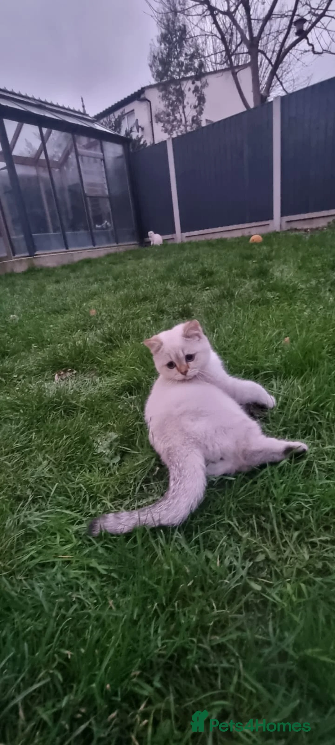 British Shorthair cats for sale: British shorthair Enzo and Misty - Advert 19