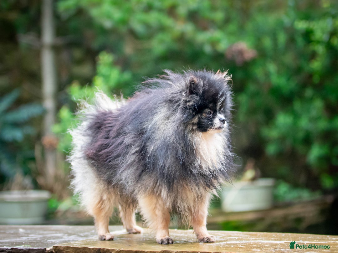 Pomeranian dogs for stud: Unique Tri colour kc Registered Pomeranian stud  in Pontefract - Advert 6