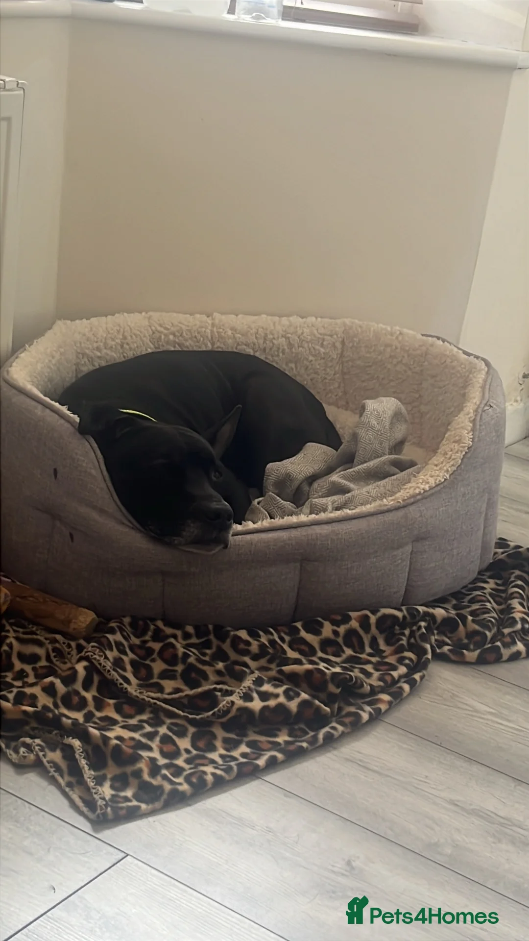 Mixed Breed dogs for sale: Staffy cross needing rehoming! - Advert 2