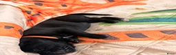 Cane Corso dogs for sale: Cane corso puppies for sale - Advert 5