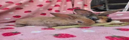 Rex rabbits for sale: Last 2 🩷💙 Saught after Curly Astrex bunnies - Advert 15