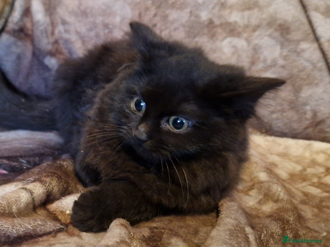 Mixed Breed cats for sale: Kittens for sale  - Advert 25