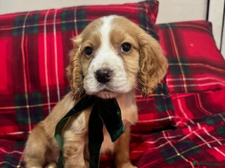 Cocker Spaniel dogs KC Registered Cocker Spaniel Puppies - Advert 16