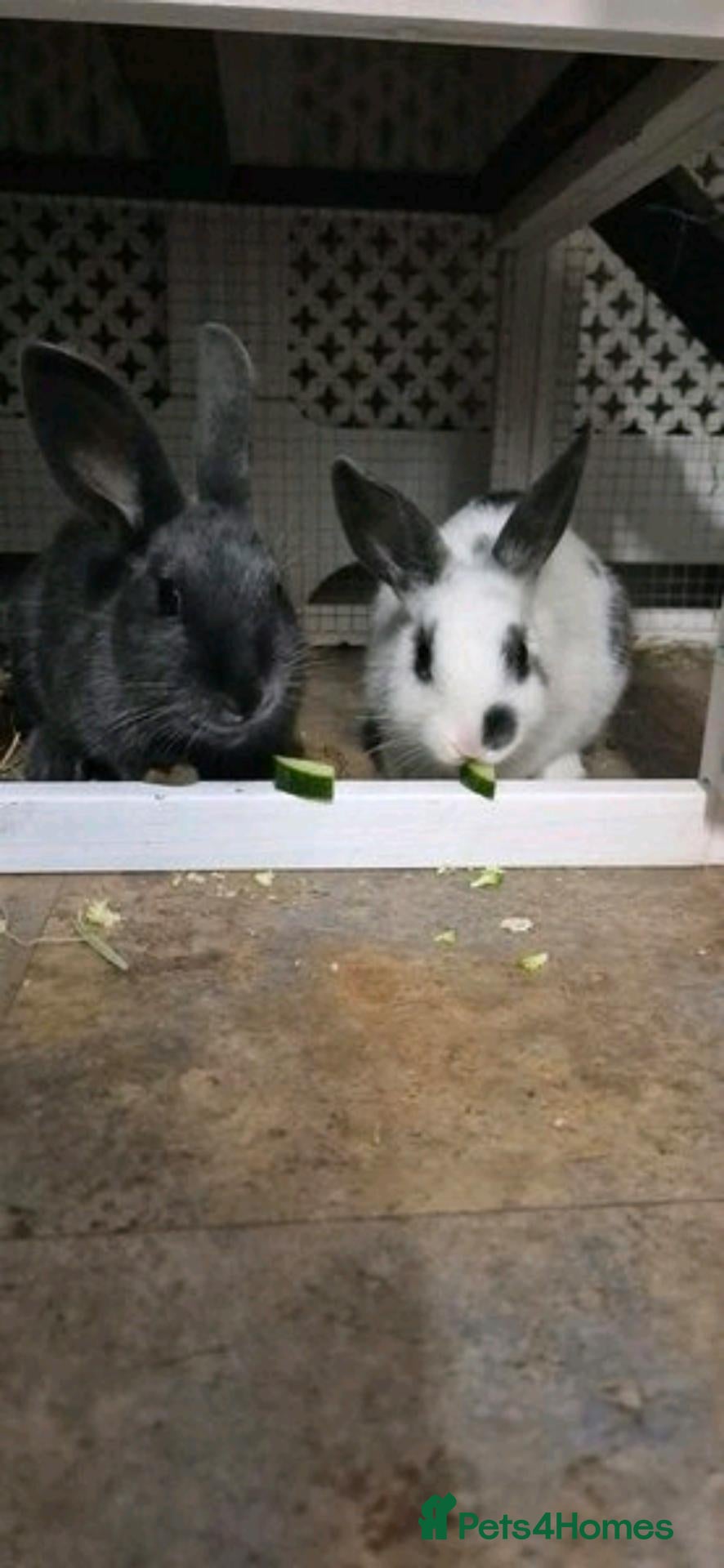 Rex rabbits 2 BONDED BROTHERS FREE TO LOVING HOME - Advert 1