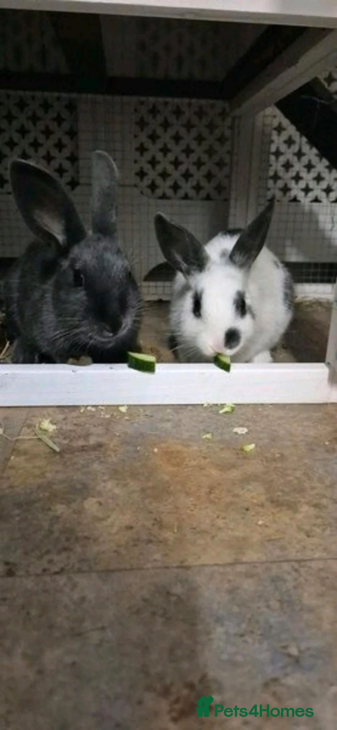 Rex rabbits for sale: 2 BONDED BROTHERS FREE TO LOVING HOME - Advert 1