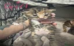 Bengal cats for sale: Bengal cross Maine coon - Image 14