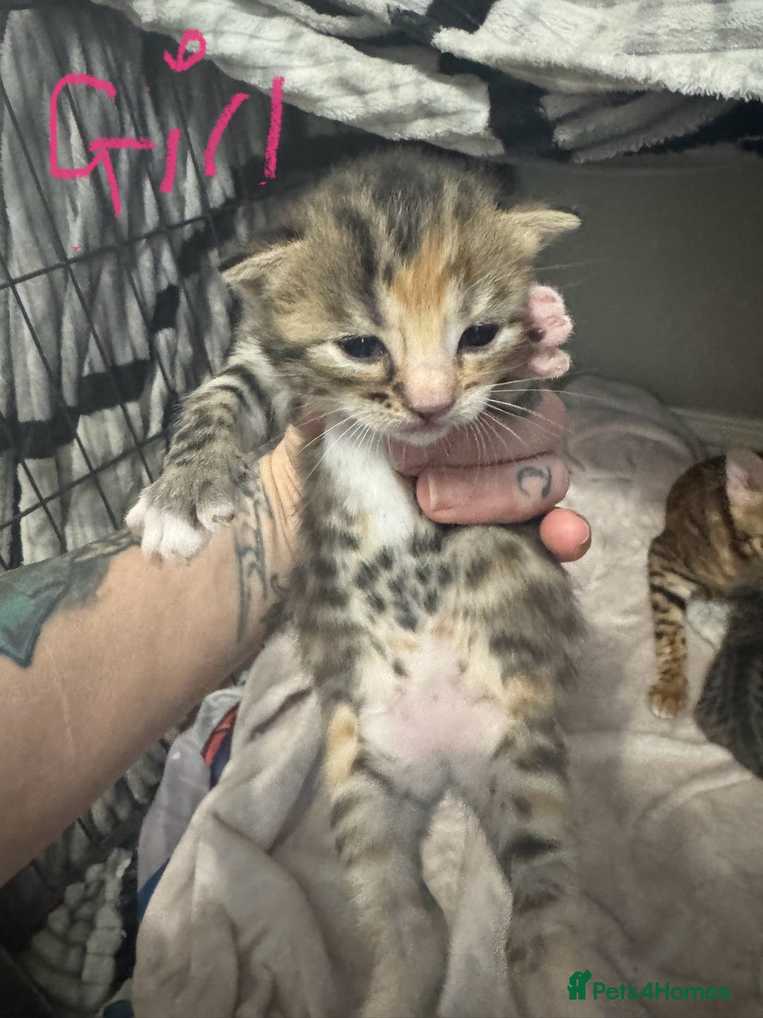 Bengal cats for sale: Bengal cross Maine coon - Image 14