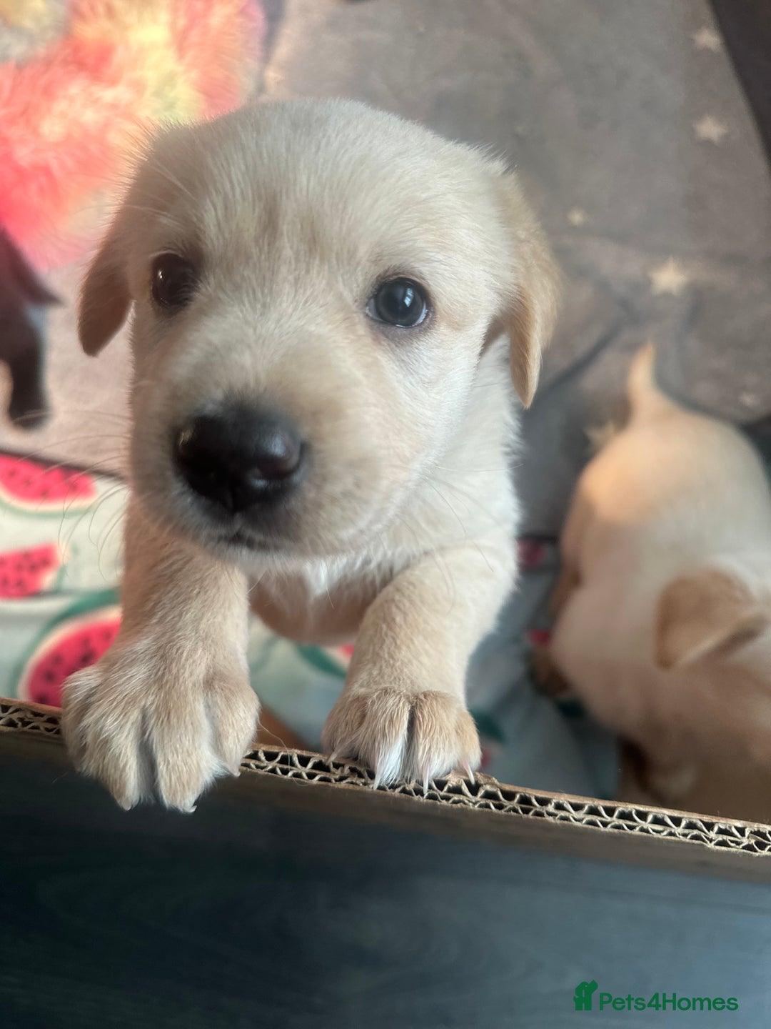 Mixed Breed dogs for sale: 2 male Sheprador puppies for sale - Image 4