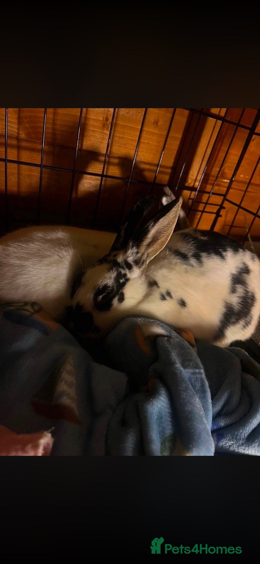 Mixed Breed rabbits Bonded pair of male rabbits  - Advert 1
