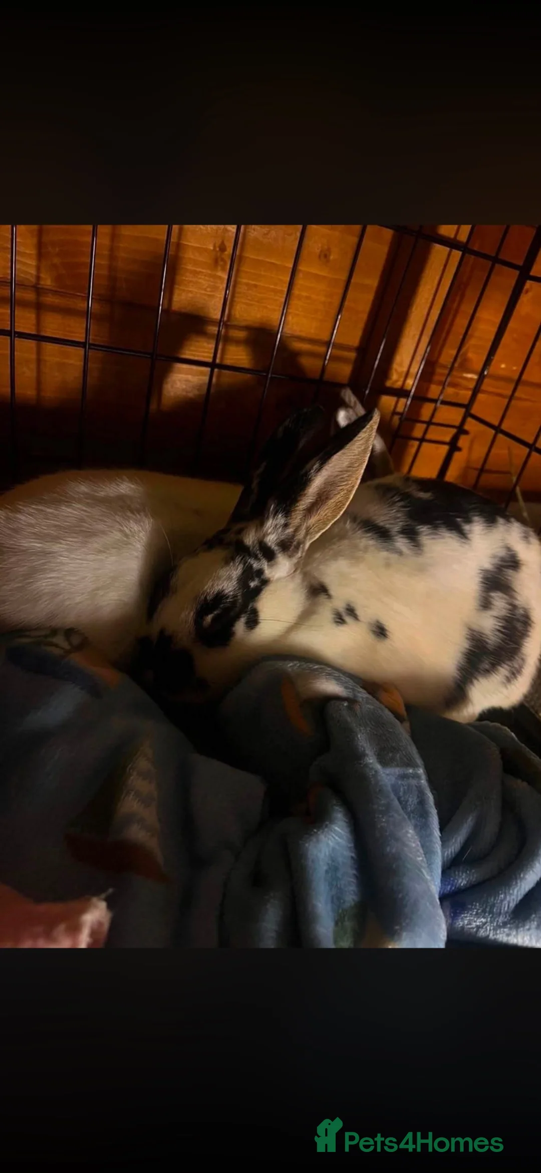 Mixed Breed rabbits for sale: Bonded pair of male rabbits  - Advert 1