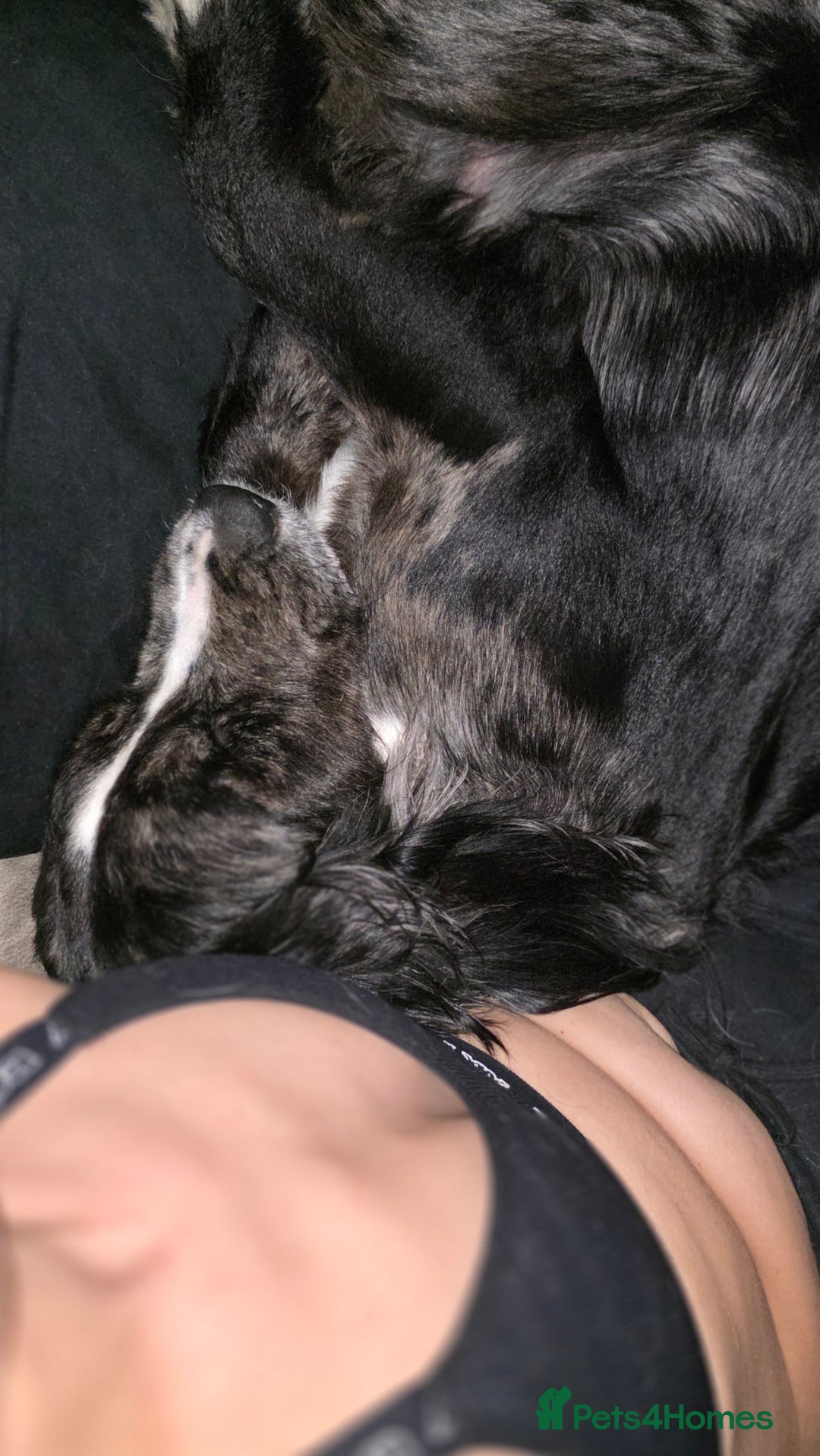 Sprocker dogs for sale: Sprocker brothers - Advert 5