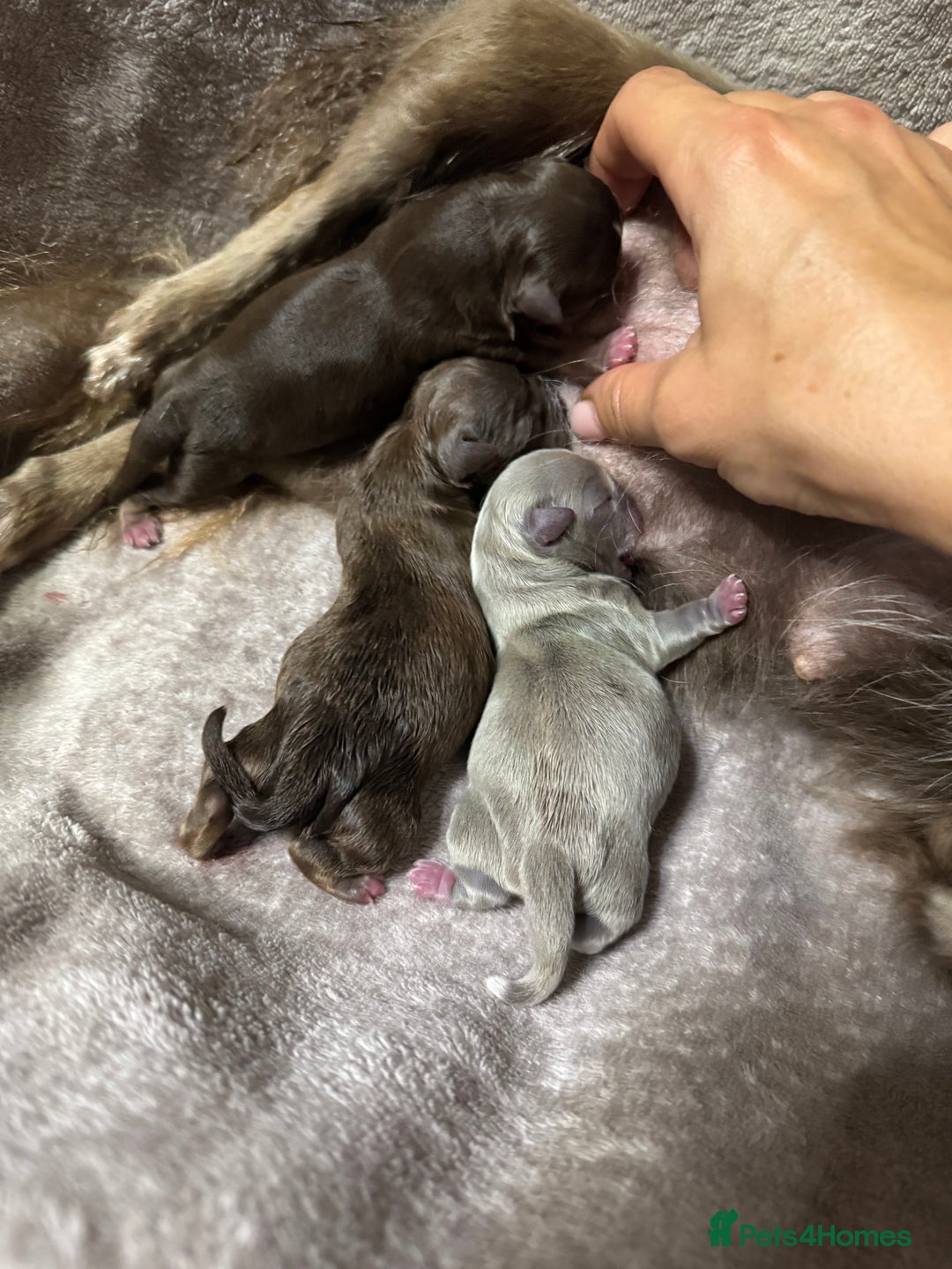 Chihuahua dogs for sale: ✨ Exceptional Chihuahua Puppies Forever 🏡 Only💖 - Advert 12