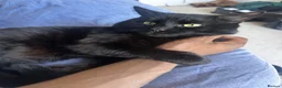 Mixed Breed cats for sale: Mix breed cat in Birmingham - Advert 1