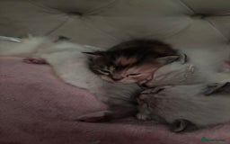 Persian cats for sale: Persian x bengal kitten left  - Image 7