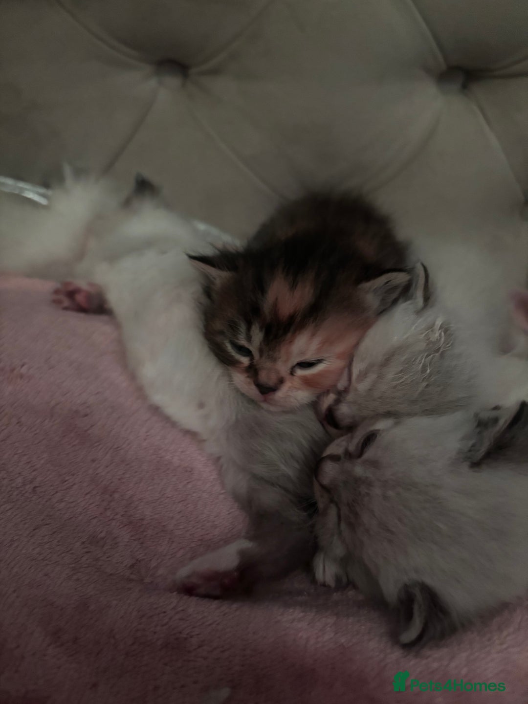 Persian cats for sale: Persian x bengal kitten left  - Image 7