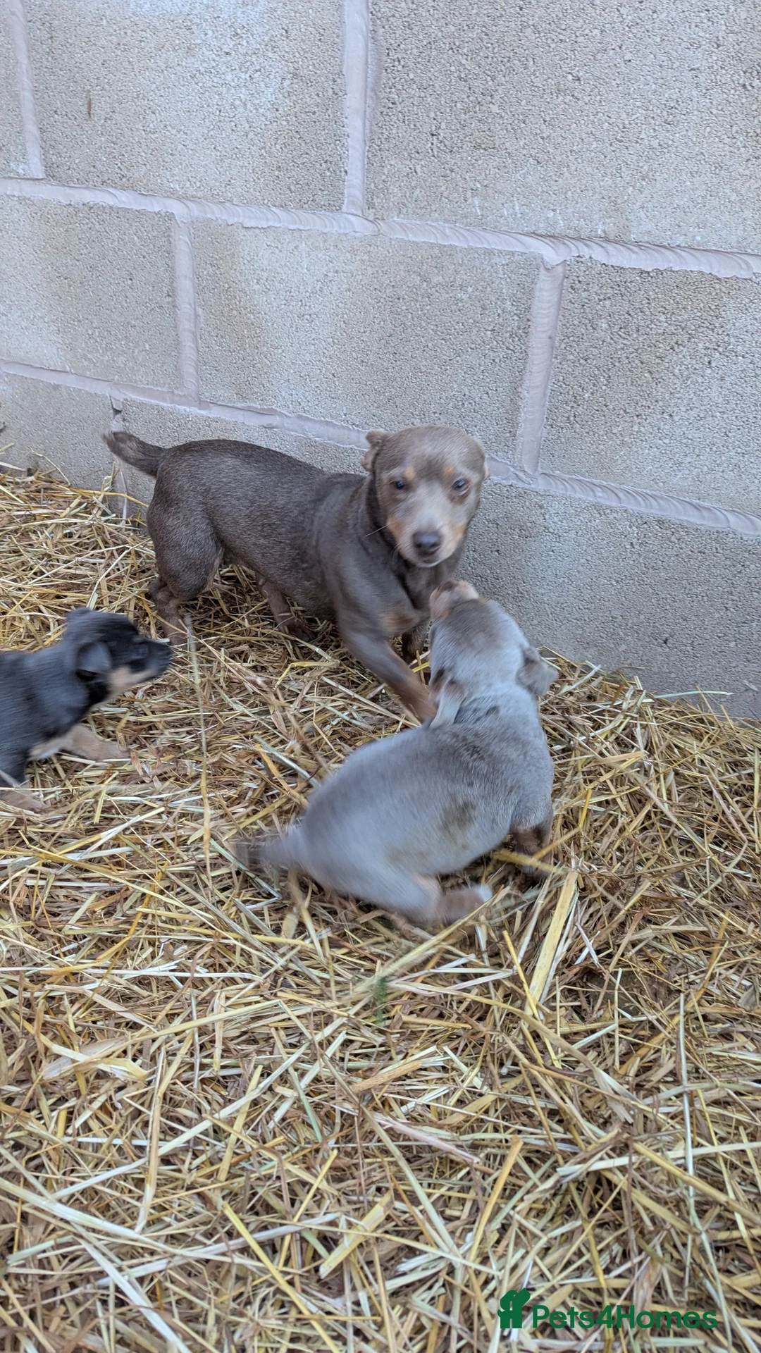 Jack Russell dogs for sale: Miniature Jack Russell puppies  - Advert 15