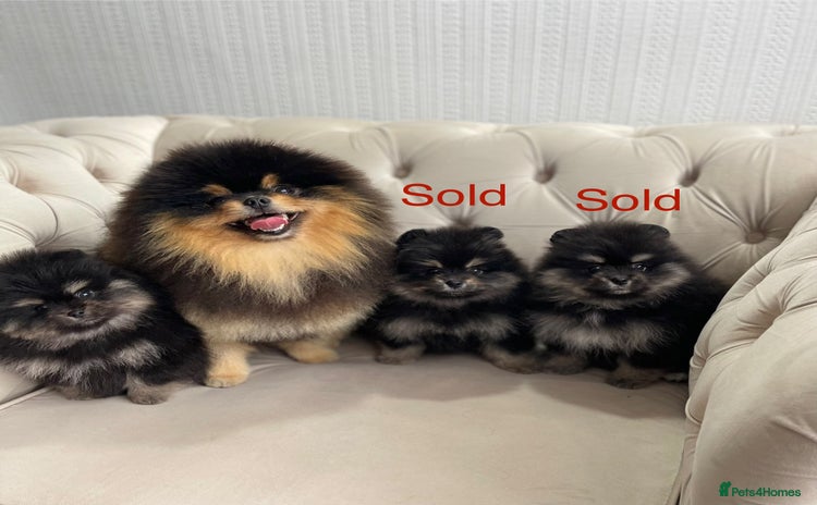 Pomeranian dogs - Advert 11