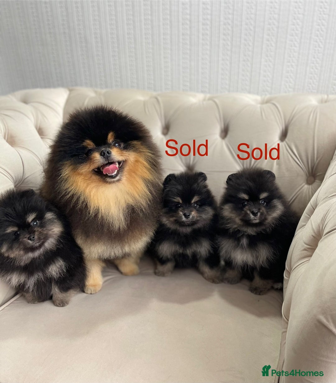 Pomeranian dogs for sale: Unique, extremely rare Pomeranian puppies ✨ - Image 1