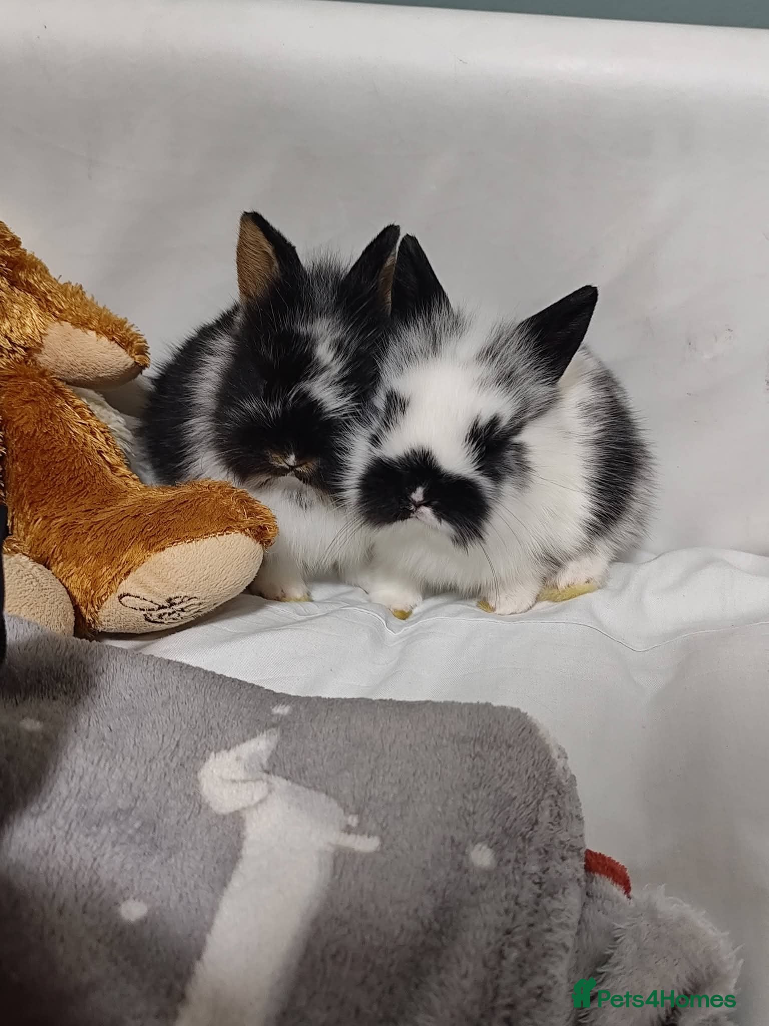 Mixed Breed rabbits Mixed sex baby bunnies  - Advert 6