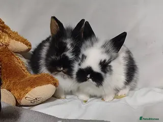 Mixed Breed rabbits Mixed sex baby bunnies - Advert 6