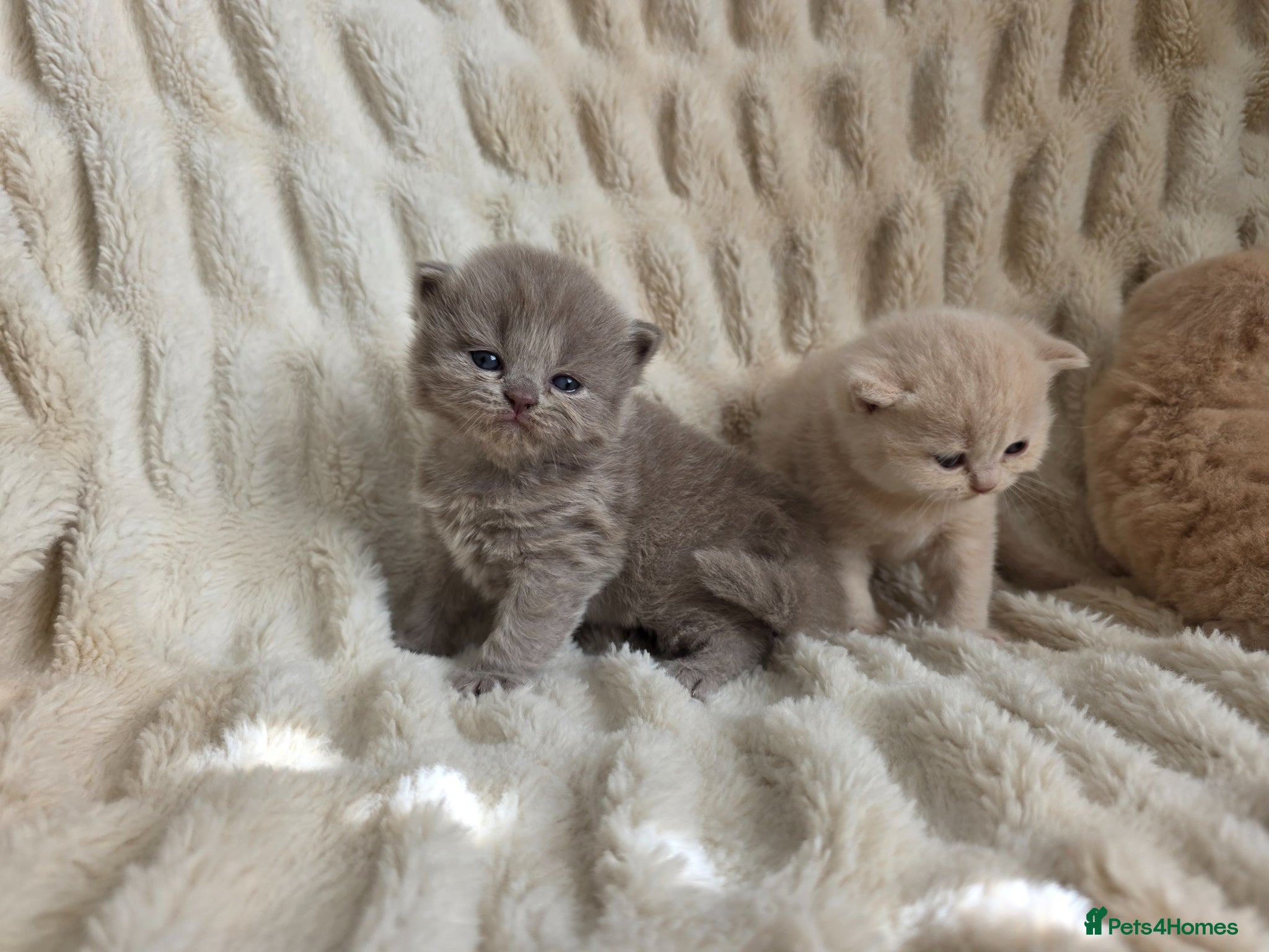 British Shorthair cats Exceptional Champion🏆 British Shorthair kitten - Advert 2