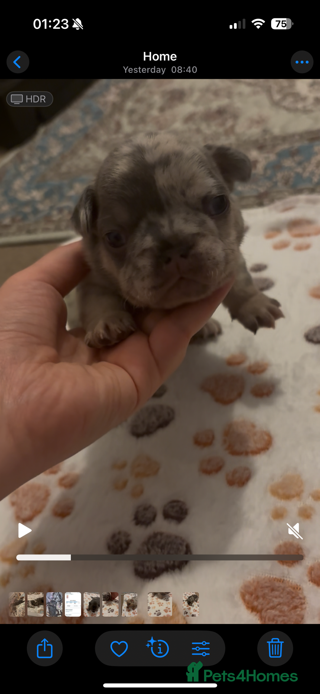 French Bulldog dogs for sale: 4 female French bulldog  - Advert 3