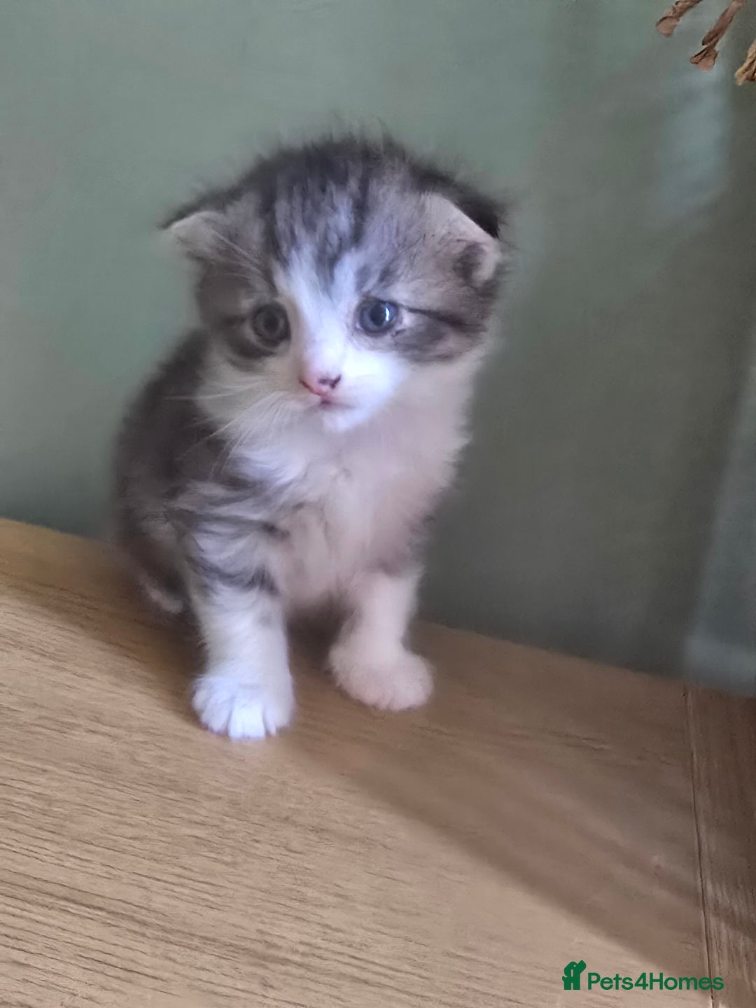 Scottish Fold cats for sale: 3 male scottish folds - Image 2