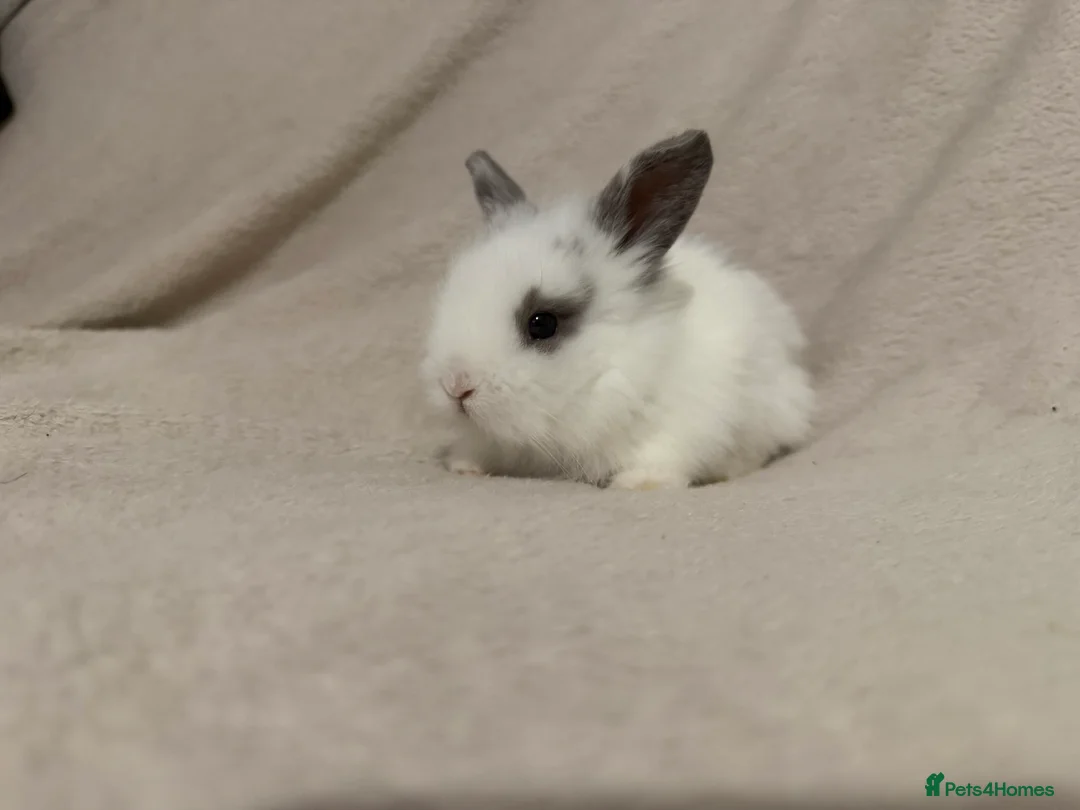 Lionhead rabbits for sale: Lionhead babies for sale  - Advert 6