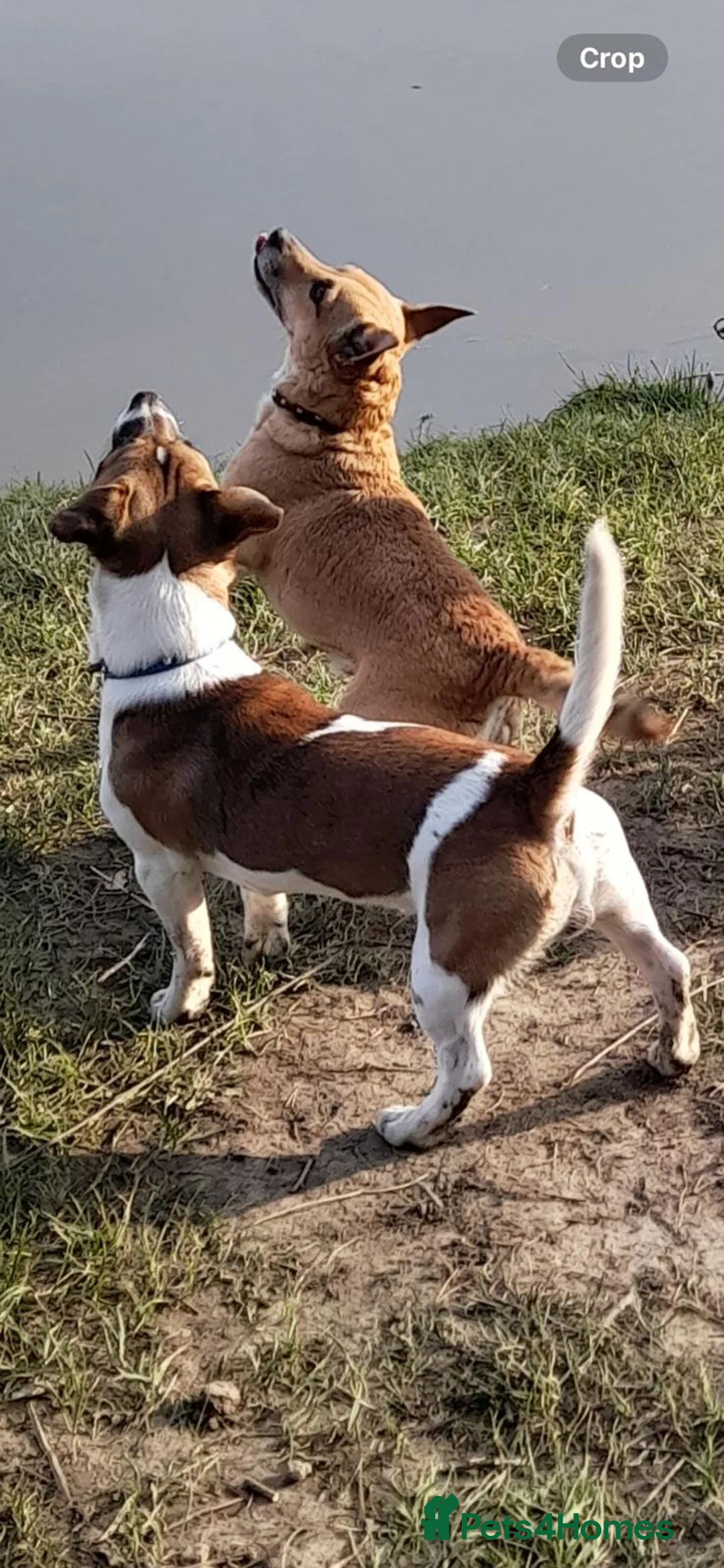 Jack Russell dogs for stud: Miniature Jack Russell for Stud in Newcastle upon Tyne - Advert 5