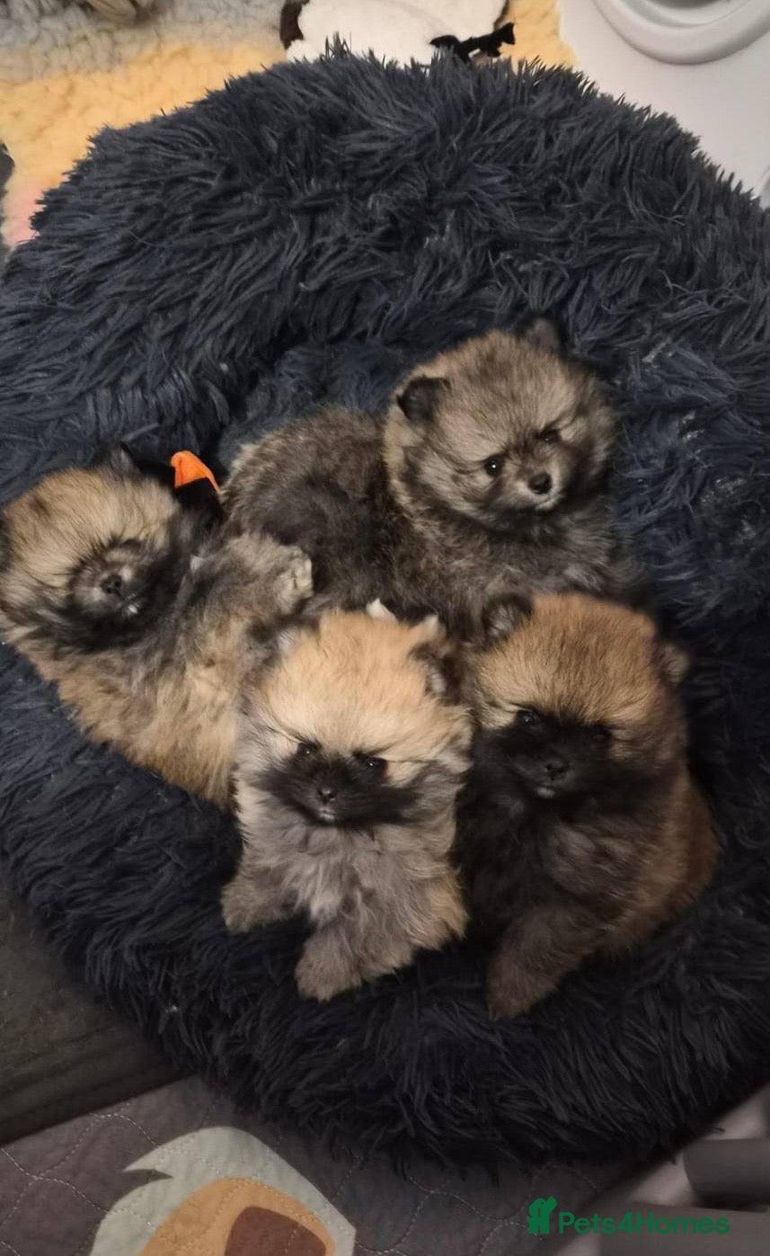 Pomeranian dogs Stunning 😍 Pomeranian puppies  - Advert 18