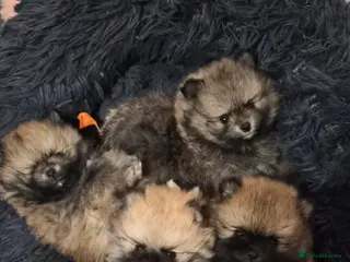 Pomeranian dogs Stunning 😍 Pomeranian puppies - Advert 18