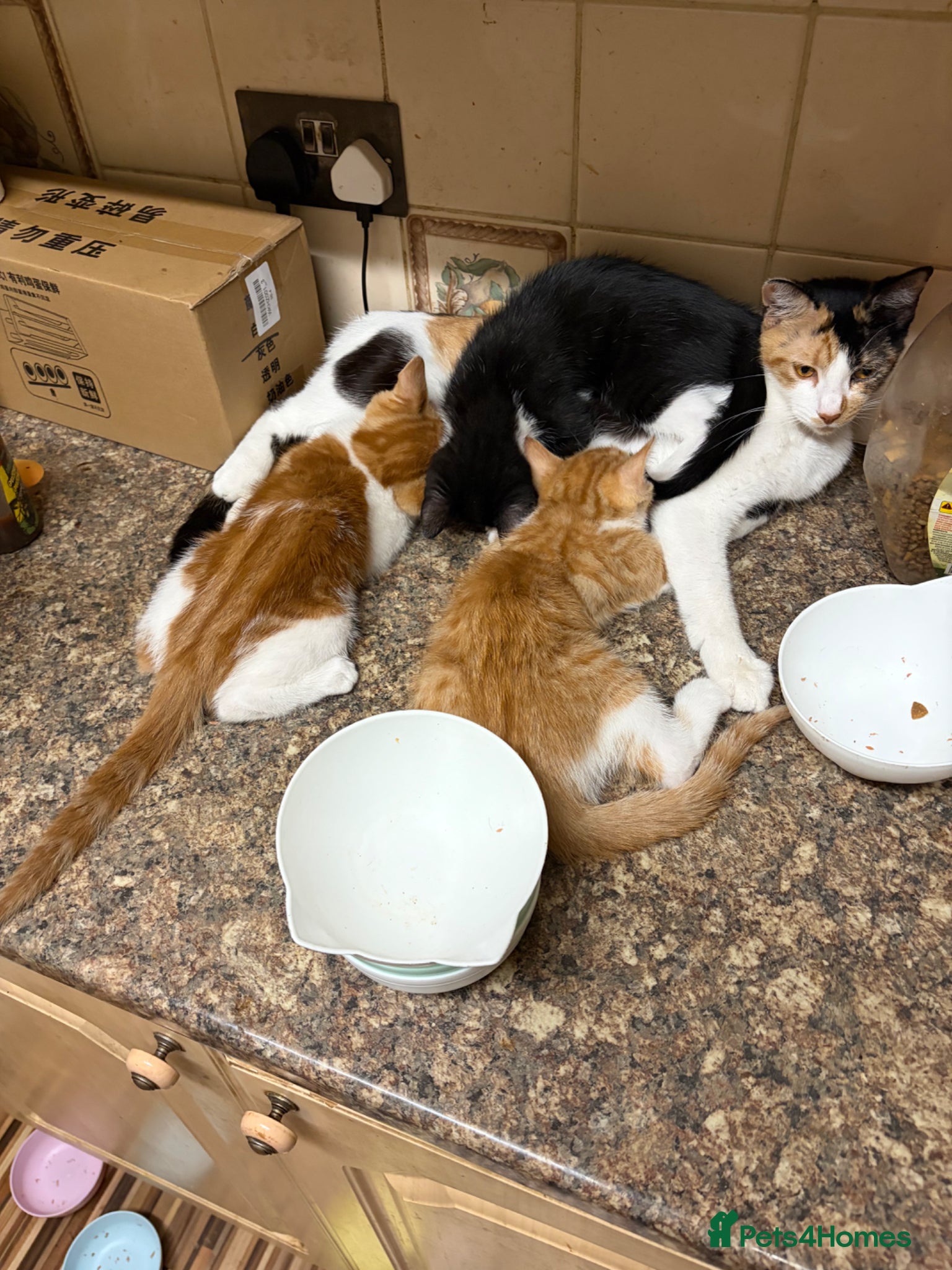 Mixed Breed cats for sale: Beautiful litter of kittens - Advert 12