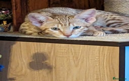 Savannah cats for sale: Cinnamon  spotted savannah - Image 5