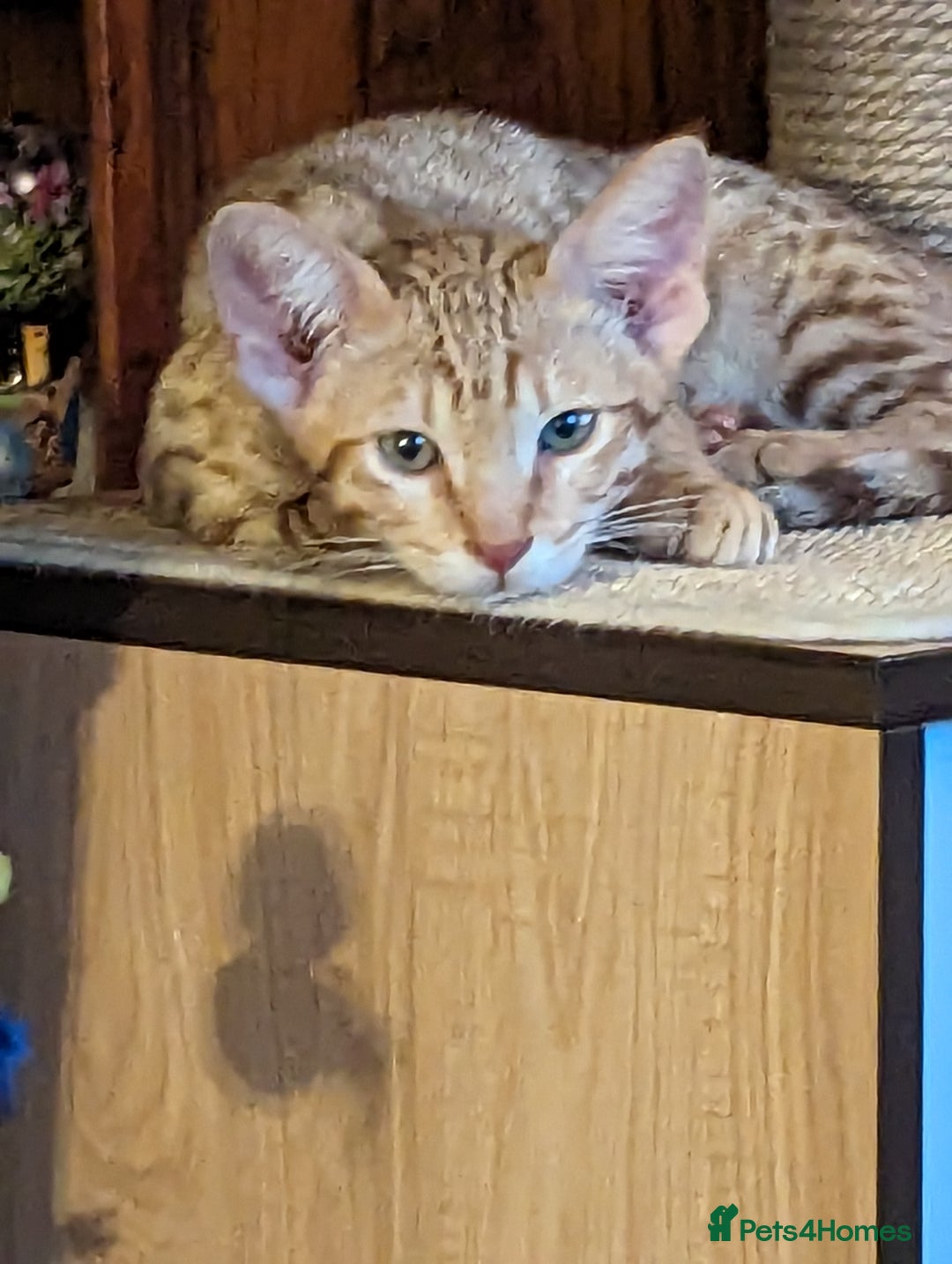 Savannah cats for sale: Cinnamon  spotted savannah - Image 5