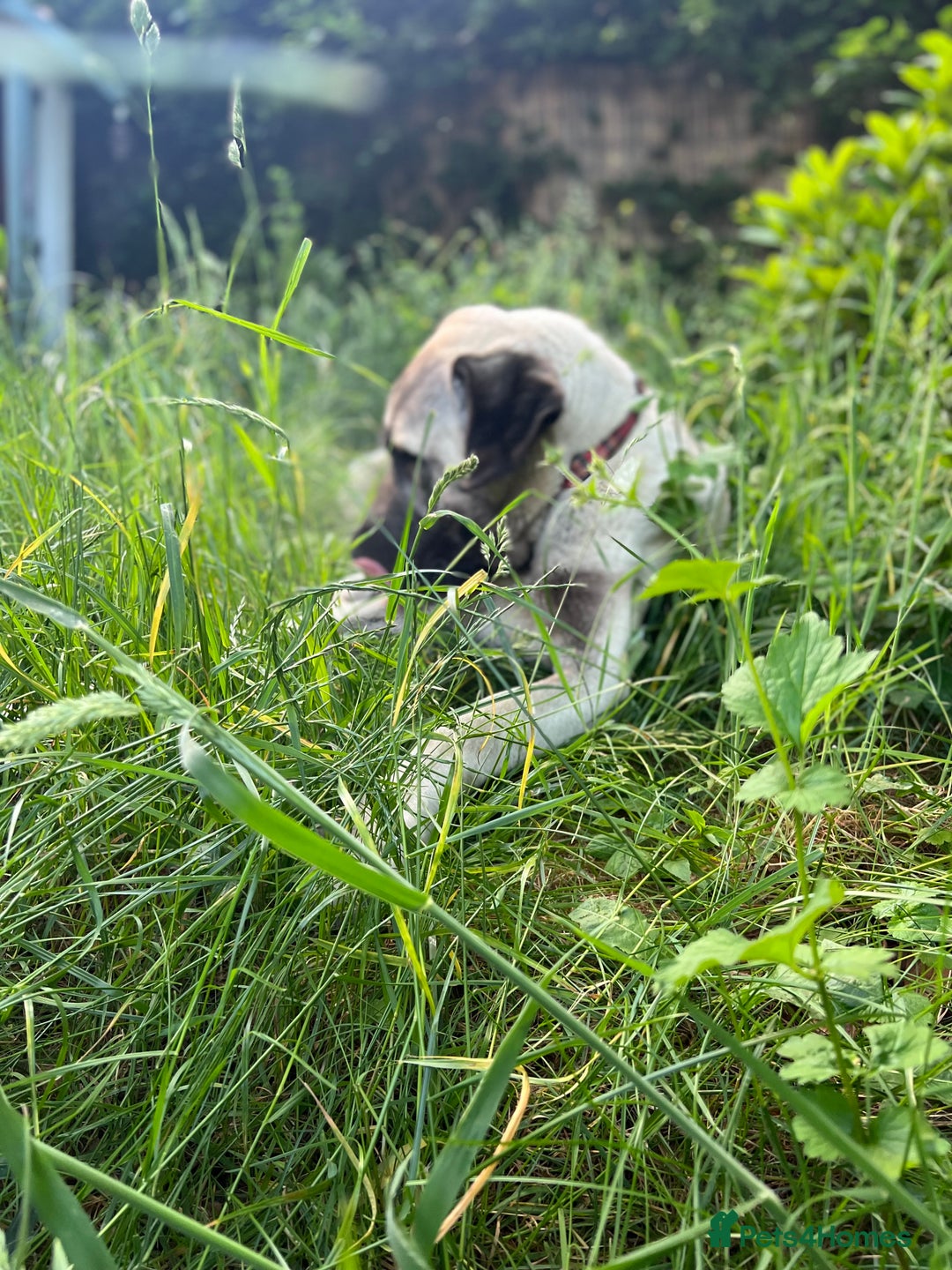 Mixed Breed dogs for sale: Dora the explorer  in Leeds - Image 6