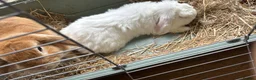 Mini Lop rabbits for sale: Male and female rabbit up for sale  - Advert 2