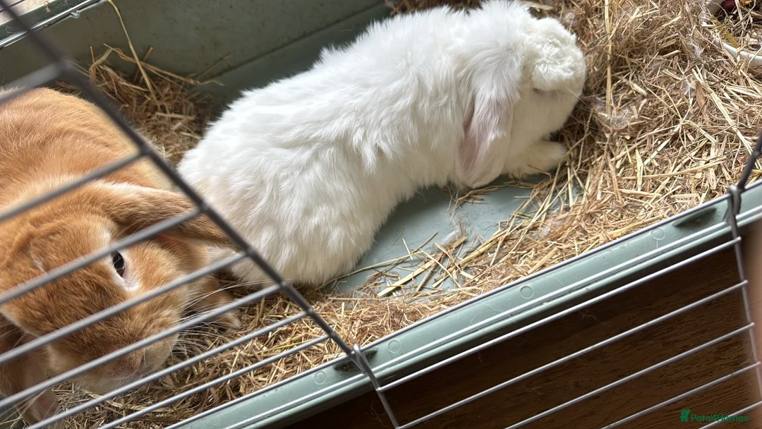 Mini Lop rabbits for sale: Male and female rabbit up for sale  - Advert 2