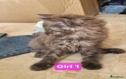 Maine Coon cats for sale: Gorgeous Half Maine Coon Boys and Girls  - Image 20