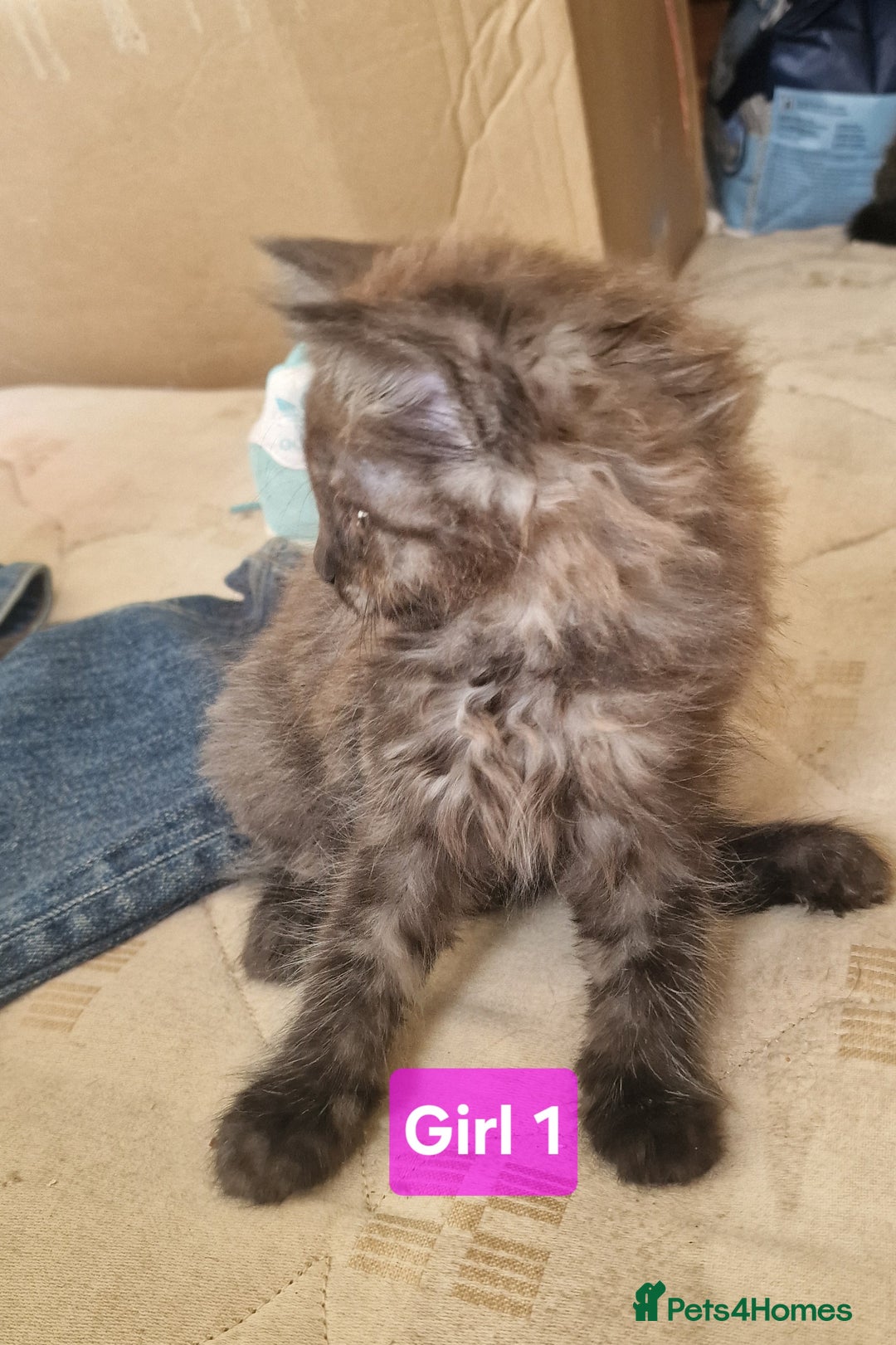 Maine Coon cats for sale: Gorgeous Half Maine Coon Boys and Girls  - Image 20