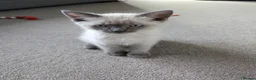 Ragdoll cats for sale: Two shorthaired Ragdolls - Ready now  - Advert 2