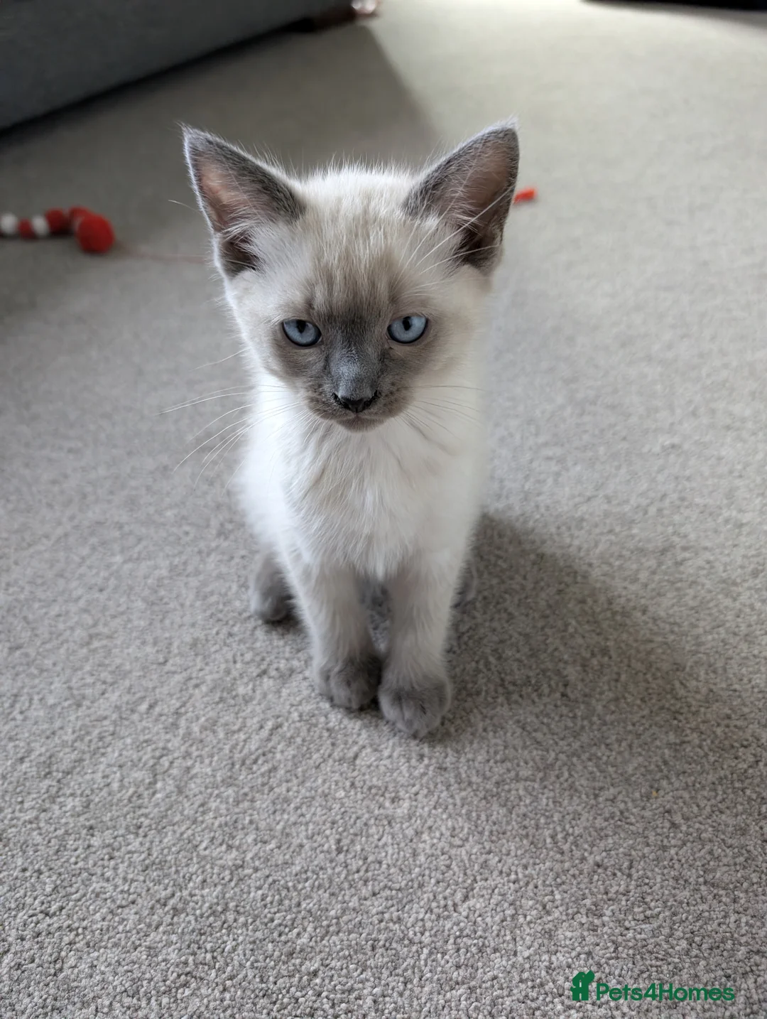 Ragdoll cats for sale: Two shorthaired Ragdolls - Ready now  - Advert 2