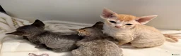 Devon Rex cats for sale: Stunning male Devon Pet or GCCF active considered - Advert 11