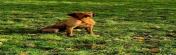 Labrador Retriever dogs for sale: Labrador puppies  in Burnley - Advert 8