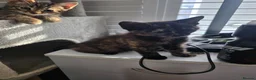 Bengal cats for sale: Stunning Bengal Cross Kittens - Advert 10