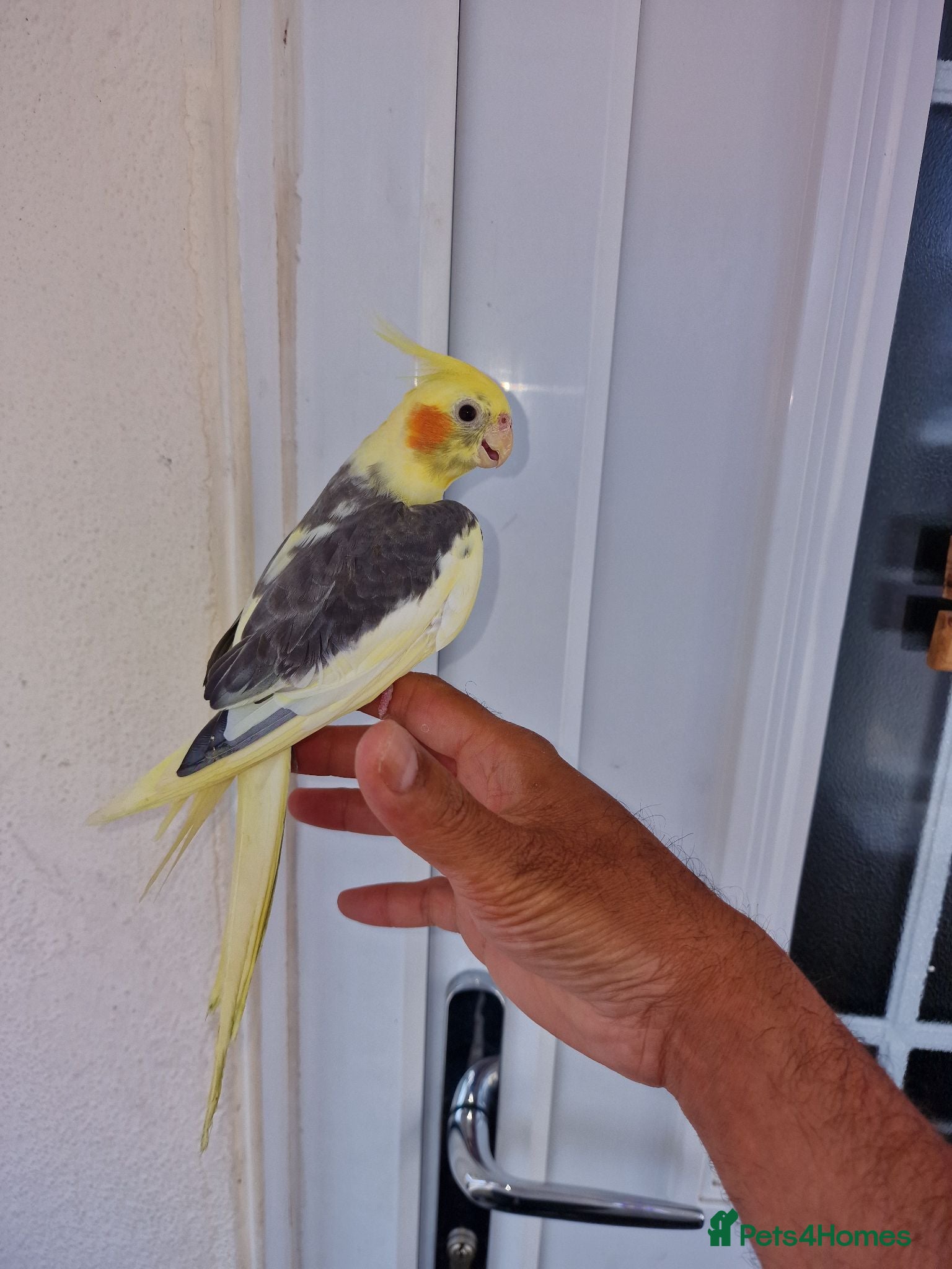 Cockatiels birds Super hand tamed baby cockatiels  - Advert 10
